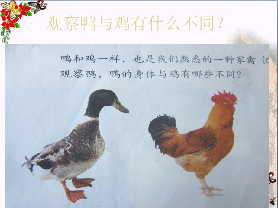 鄂教版科学三年级上册第20课《鸭与鸡》课件.pptx_第2页