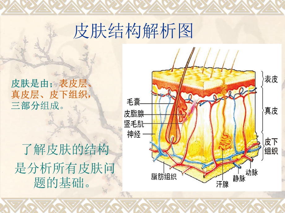 皮肤结构解析课件.ppt_第1页