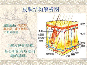 皮肤结构解析课件.ppt