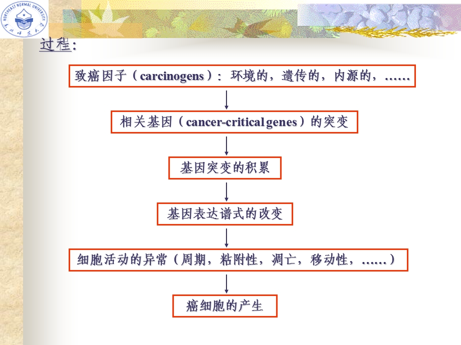 细胞分化与基因表达调控课件.ppt_第2页