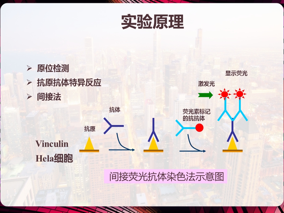 细胞免疫荧光技术课件.pptx_第3页