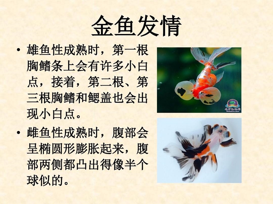 金鱼的繁殖与培育课件.ppt_第3页