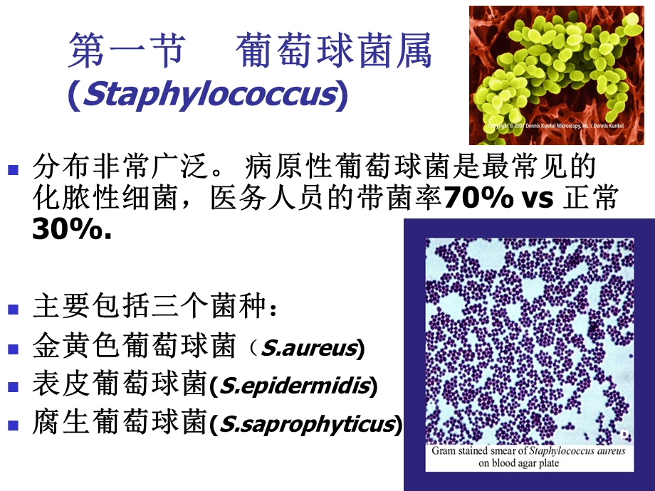 第9章--球菌-课件.ppt_第2页