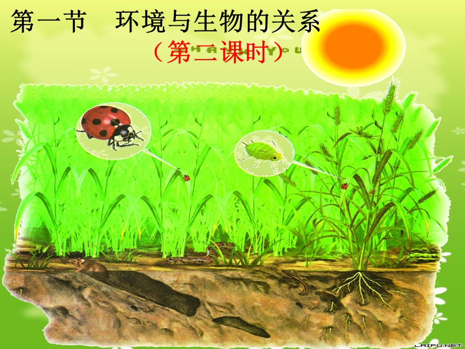 生物与环境的关系-课件-冀教版.ppt_第1页