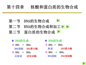 第十二章核酸的生物合成课件.ppt