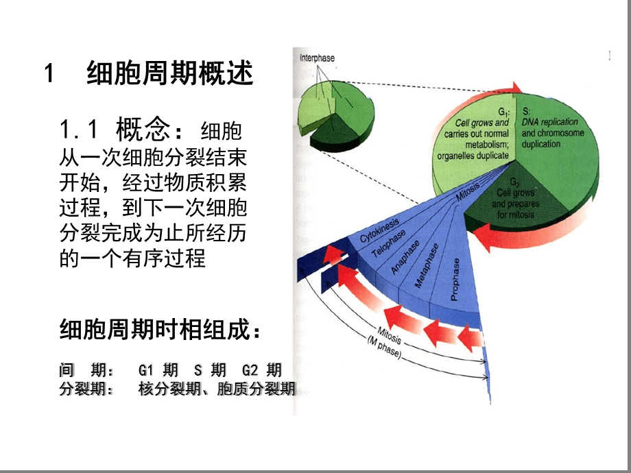 细胞生物学第四讲细胞增殖与调控课件.ppt_第2页