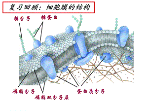 物质跨膜运输的方式 人教课标版课件.ppt