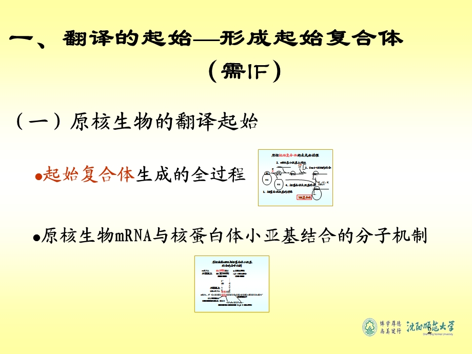 第十三章蛋白质的生物合成课件.ppt_第2页