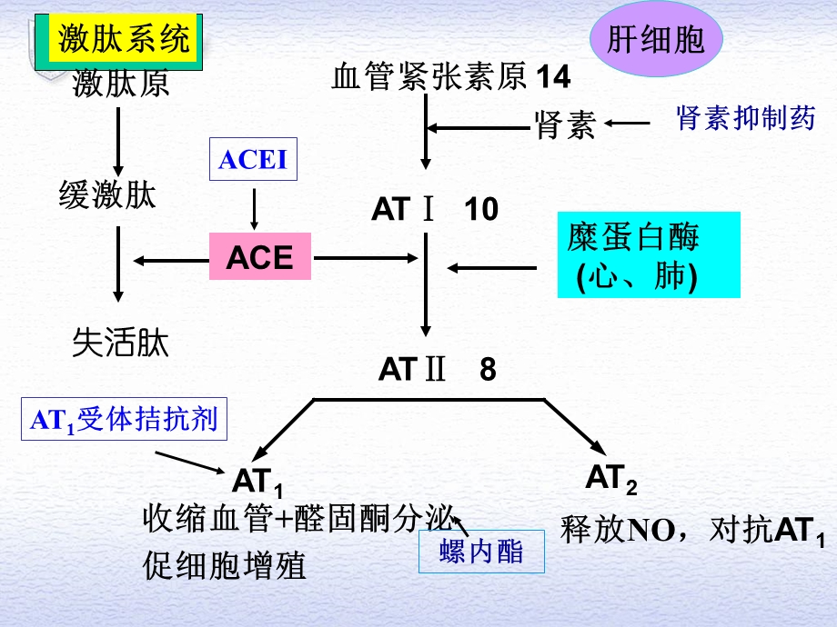 肾素血管紧张素系统药理课件.ppt_第3页