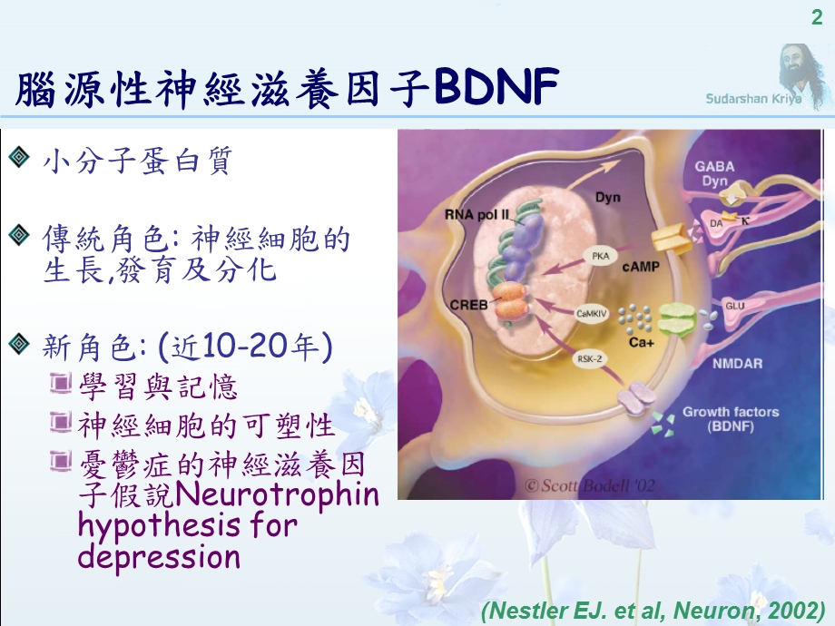 脑源性神经滋养因子在净化呼吸法瑜珈抗忧郁功效中扮演的角色The课件.ppt_第2页