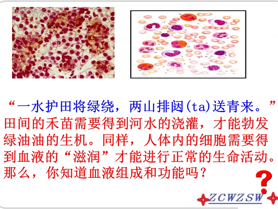 物质运输的载体-课件济南版.ppt_第2页