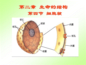 细胞核原核细胞ppt-浙科版课件.ppt