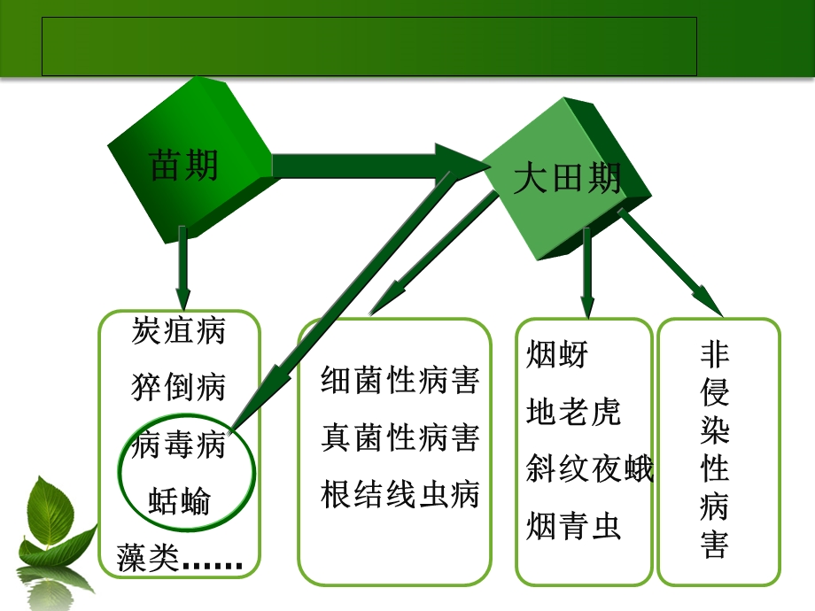 烟草病虫害的识别与防治资料讲解课件.ppt_第3页