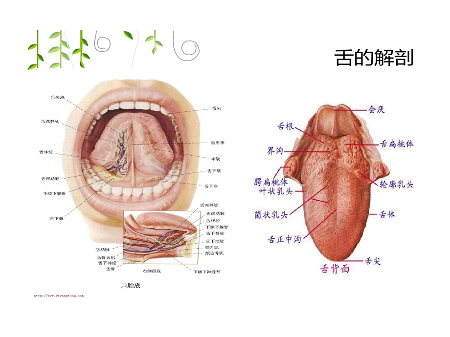 舌癌手术配合ppt课件.ppt_第3页