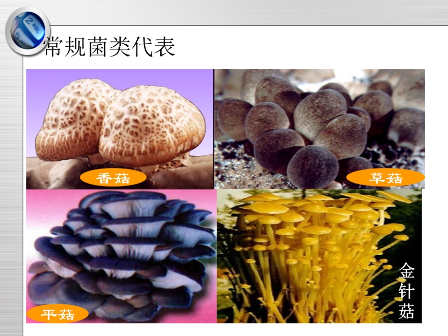 第二章第四节蕈菌课件.ppt_第3页