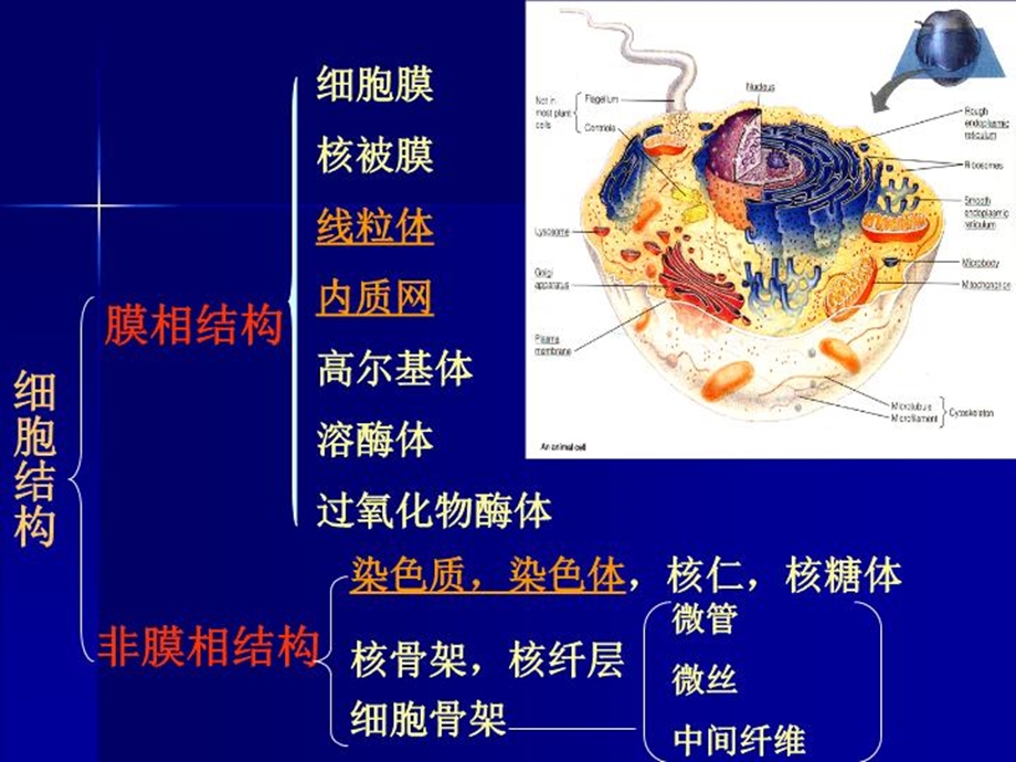 荧光显示细胞器和细胞凋亡课件.ppt_第3页