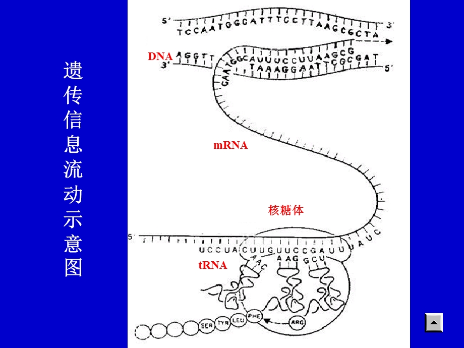 第15章蛋白质的生物合成课件.ppt_第1页