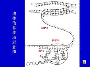 第15章蛋白质的生物合成课件.ppt