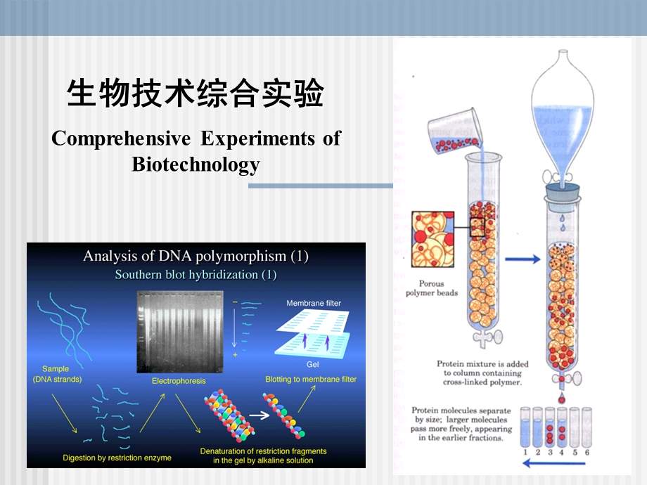 而替代了手工测序的同位素标记采用聚丙烯酰胺区分长度仅差1个碱课件.ppt_第1页