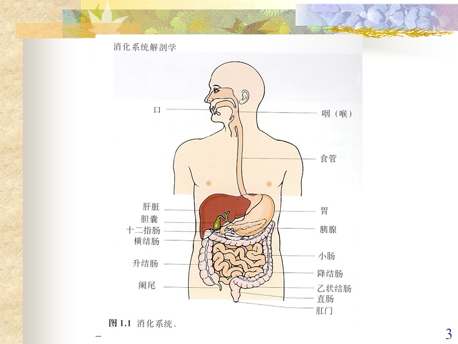 胃肠动力药课件.ppt_第3页