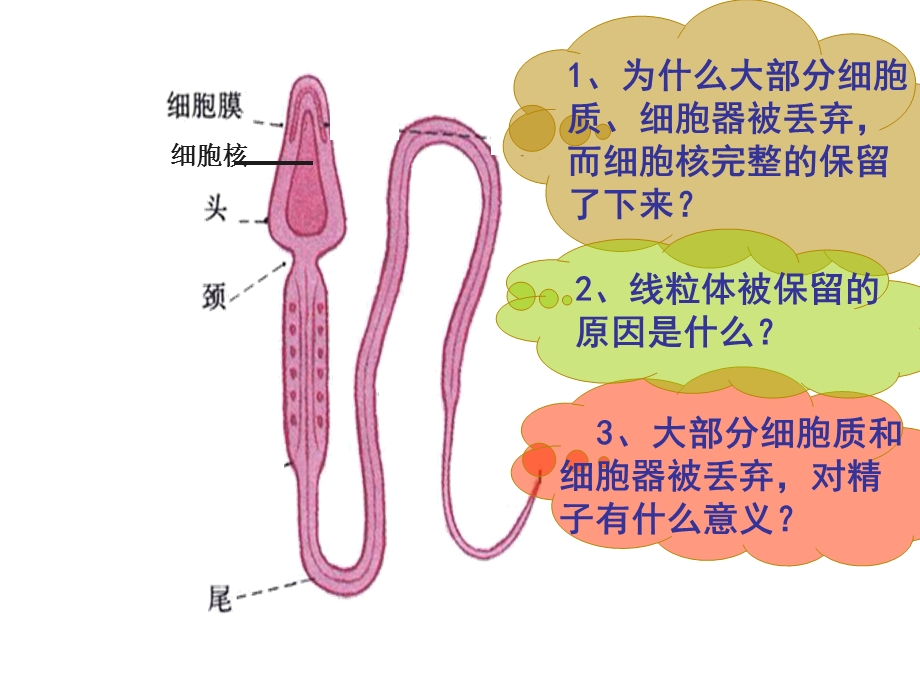 生殖细胞的形成课件.ppt_第3页