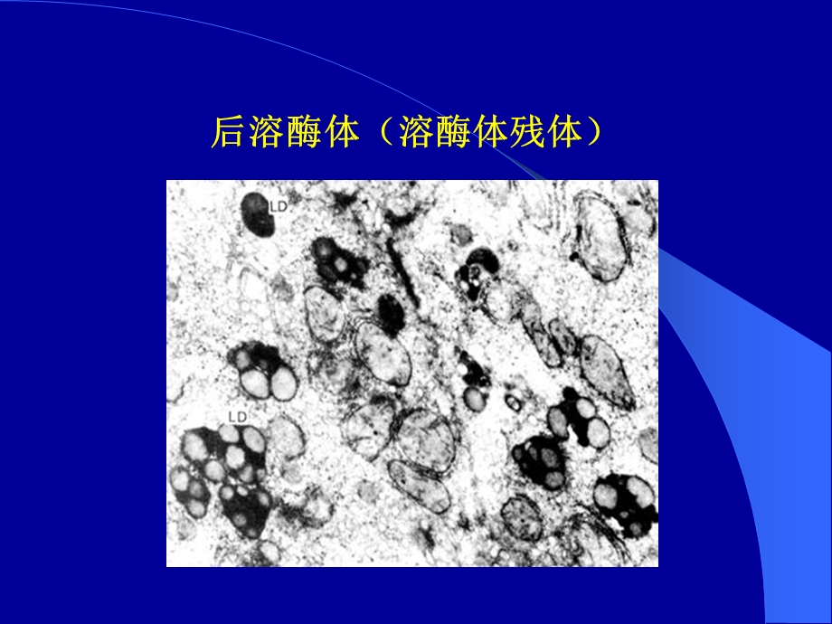 细胞基质与细胞内膜系统课件.ppt_第3页