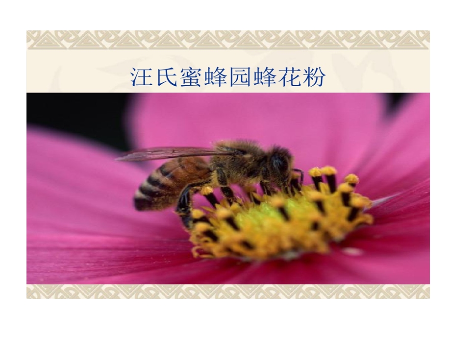 蜂花粉保健作用课件.ppt_第1页