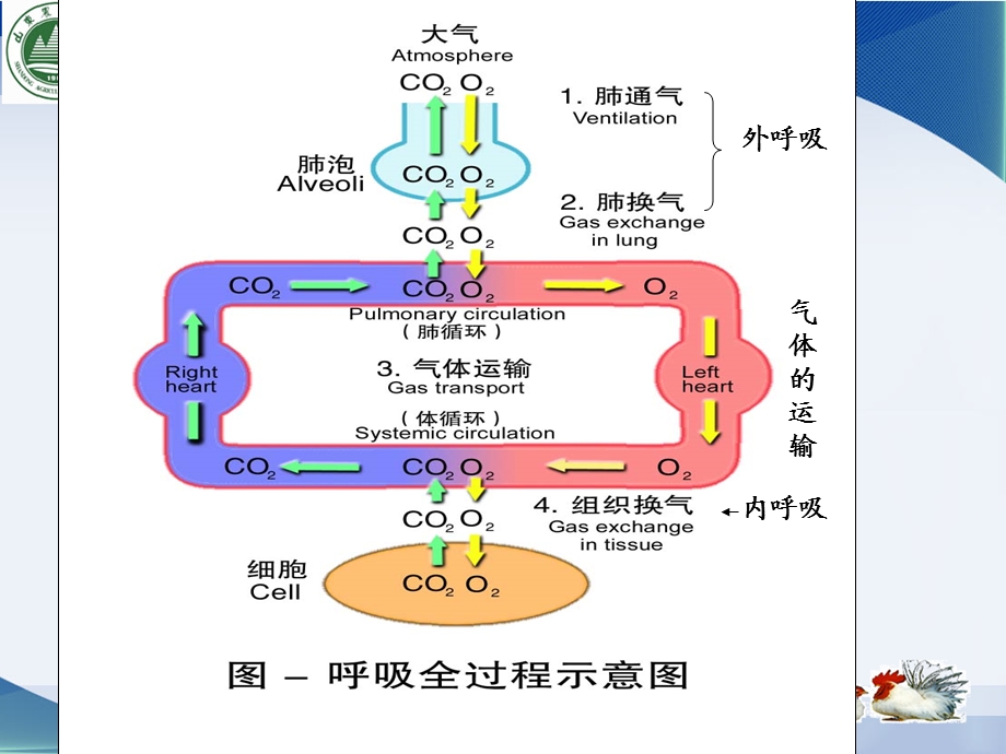 第五章-呼吸生理学课件.ppt_第3页