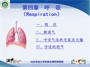 第五章-呼吸生理学课件.ppt