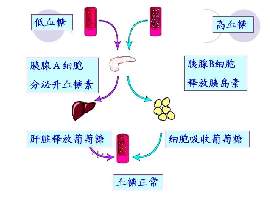 糖尿病及并发症的护理课件.ppt_第3页