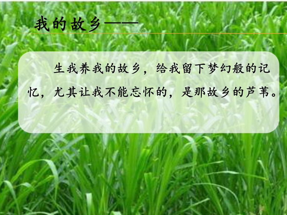 芦苇的记忆ppt课件.ppt_第2页