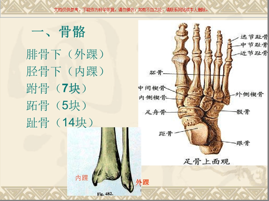 踝足部解剖和功能ppt课件.ppt_第2页