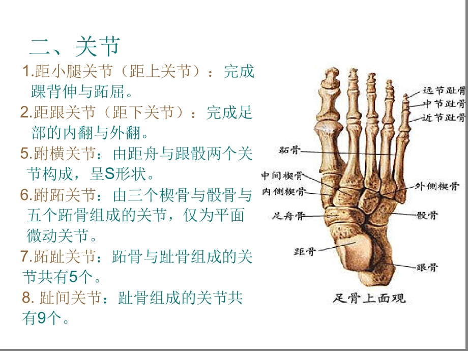 踝足部解剖和功能ppt课件.ppt_第3页