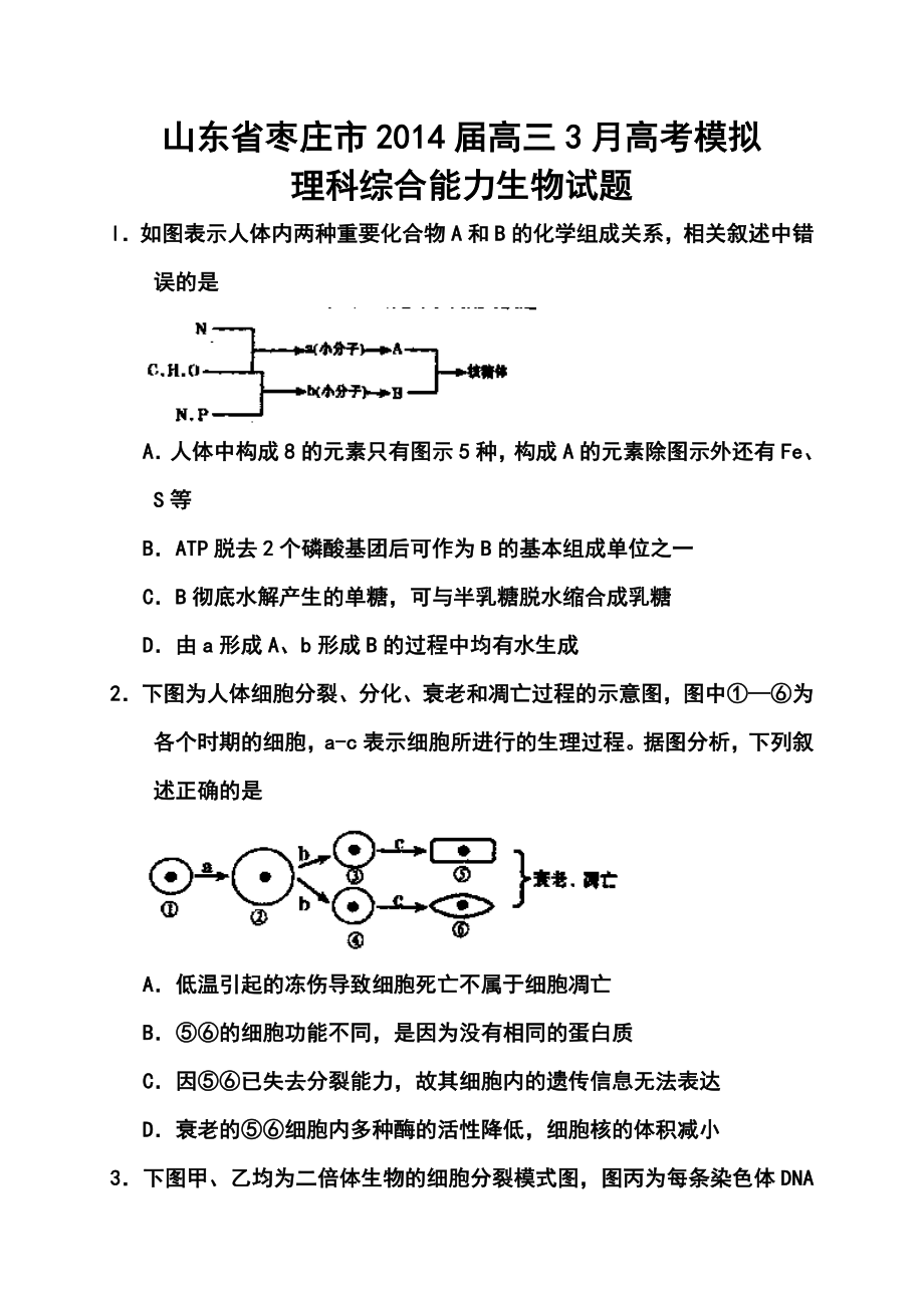 山东省枣庄市高三3月调研考试生物试题及答案.doc_第1页