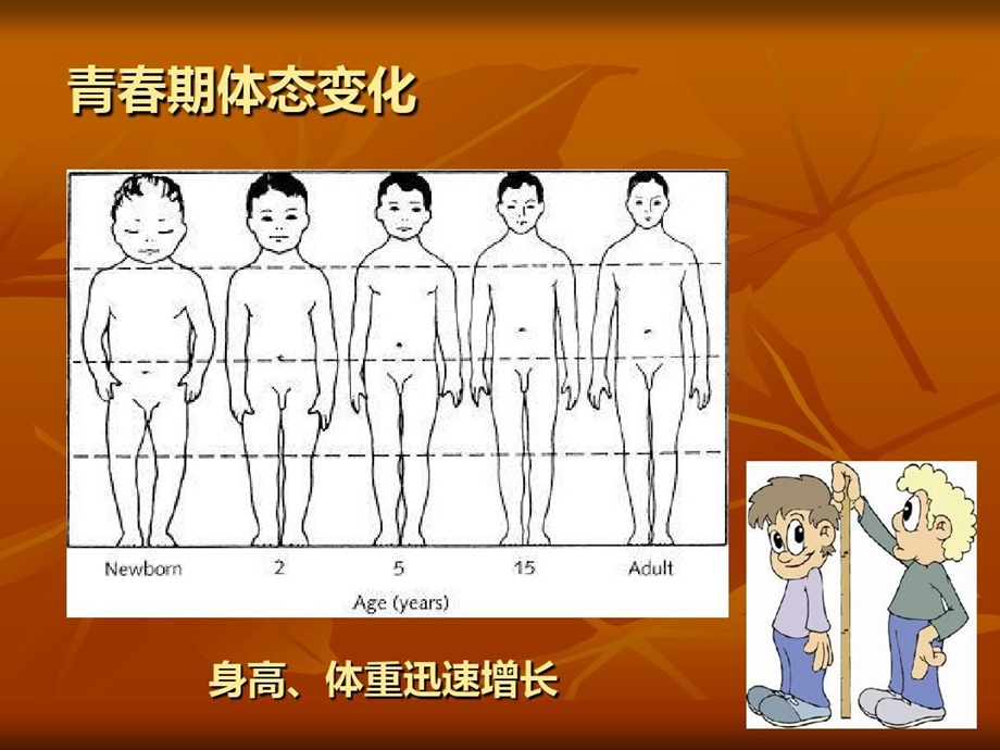 青春期生长发育和卫生保健常识课件.ppt_第3页