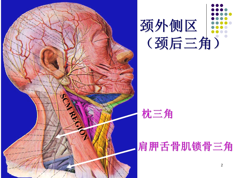 解剖ppt课件之颈根与颈后三角.ppt_第2页