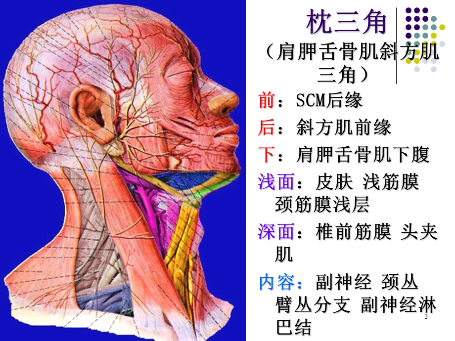 解剖ppt课件之颈根与颈后三角.ppt_第3页