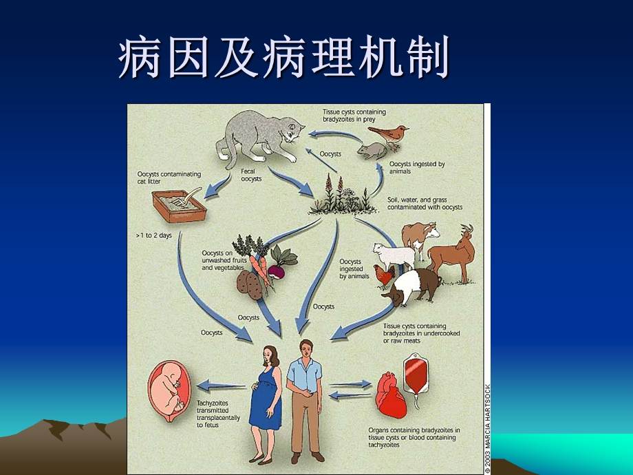 脑囊虫病诊断和鉴别课件.ppt_第3页