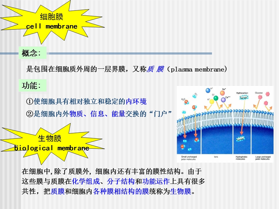 第五章细胞膜及其表面课件.ppt_第2页