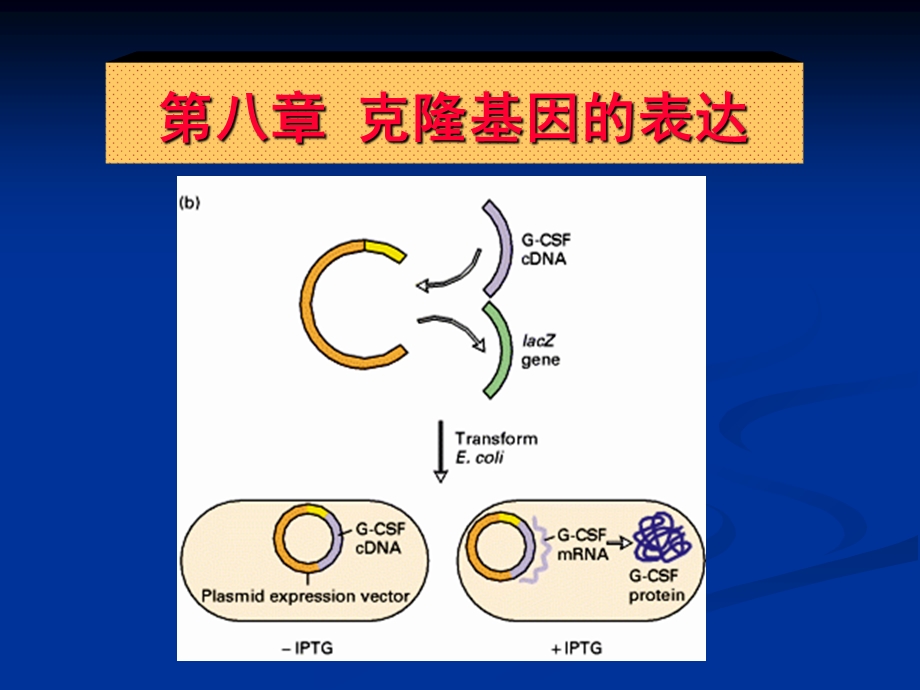 第八章克隆基因的表达课件.ppt_第2页