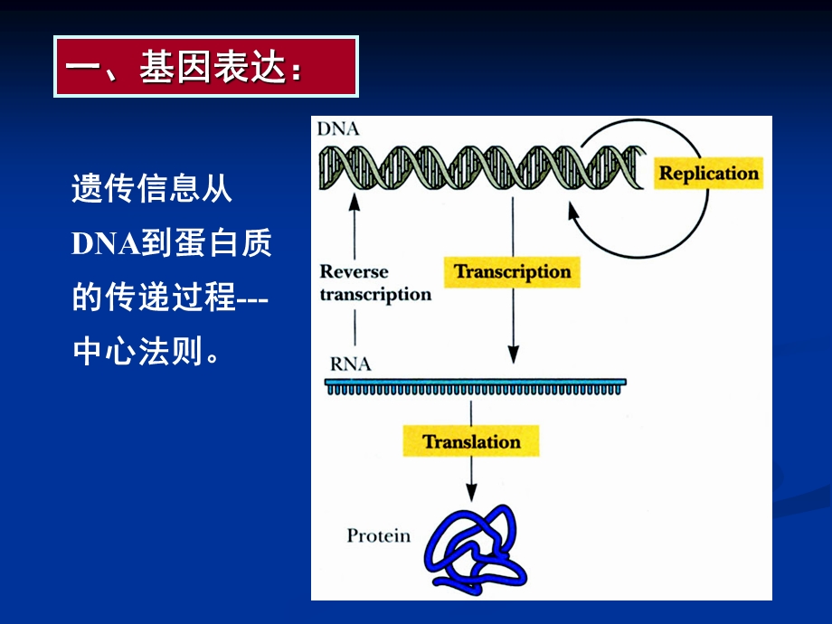 第八章克隆基因的表达课件.ppt_第3页