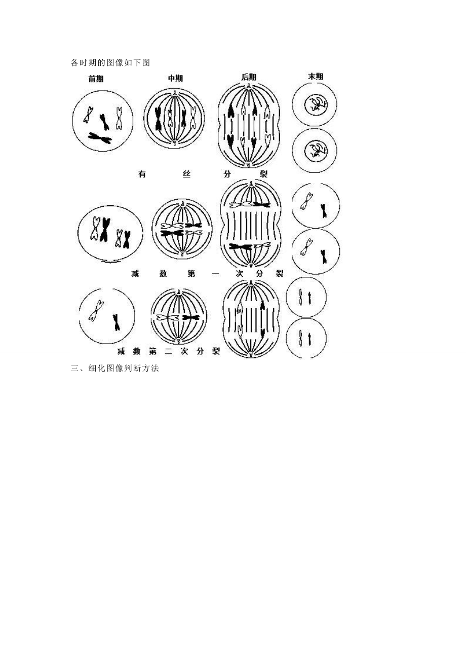 有丝分裂和减数分裂的区别.doc_第3页