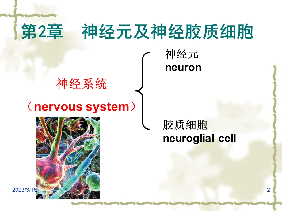 第2章-神经元与胶质细胞课件.ppt_第2页