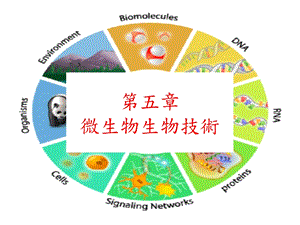 第05章微生物生物技术课件.ppt