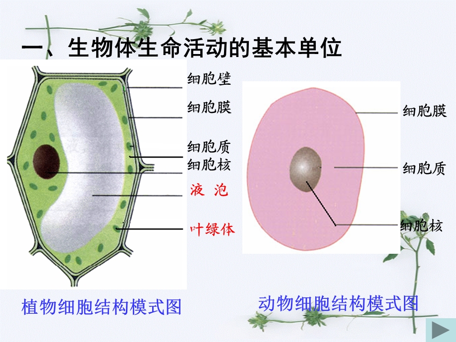 生物体的结构层次课件-苏教版.ppt_第2页