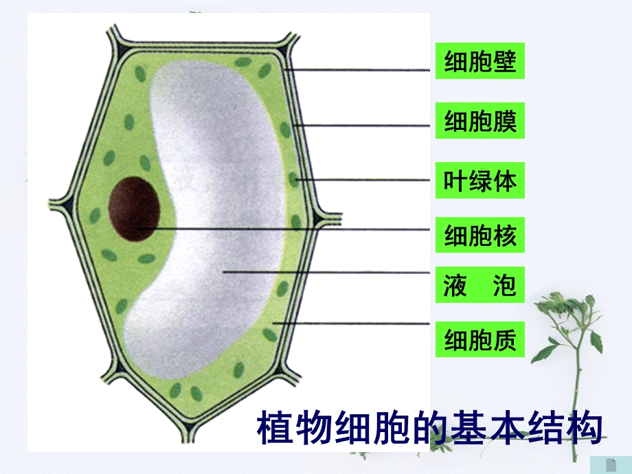 生物体的结构层次课件-苏教版.ppt_第3页