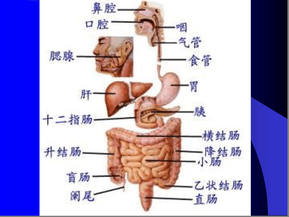 第五讲消化系统肿瘤-癌症发生的原因及预防课件.ppt_第3页