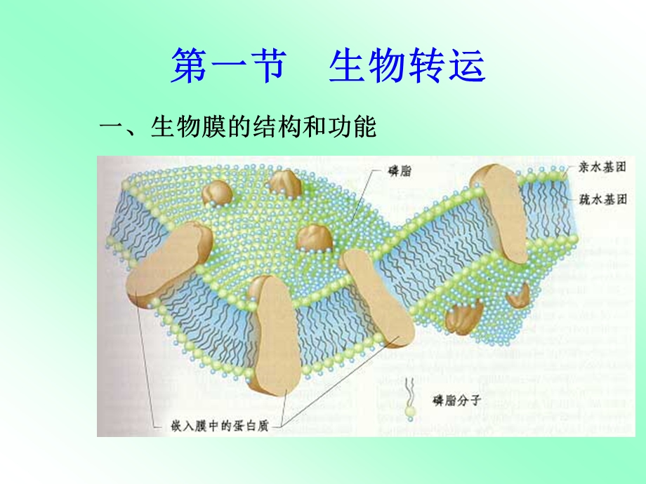 环境化学物的生物转运和生物转化课件.ppt_第3页