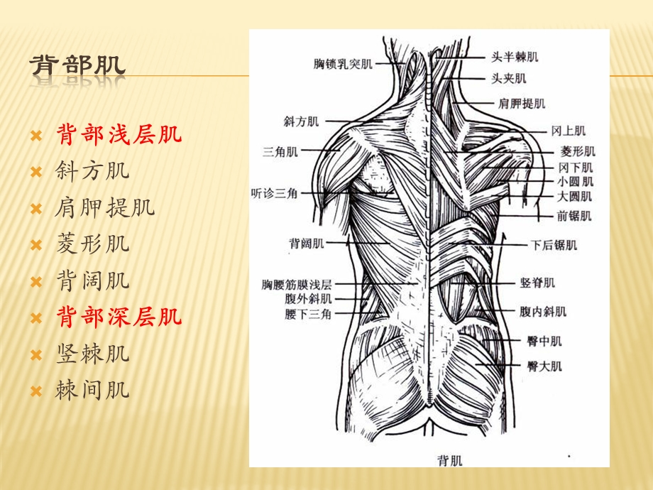 腰骶部解剖及手法应用课件.pptx_第3页