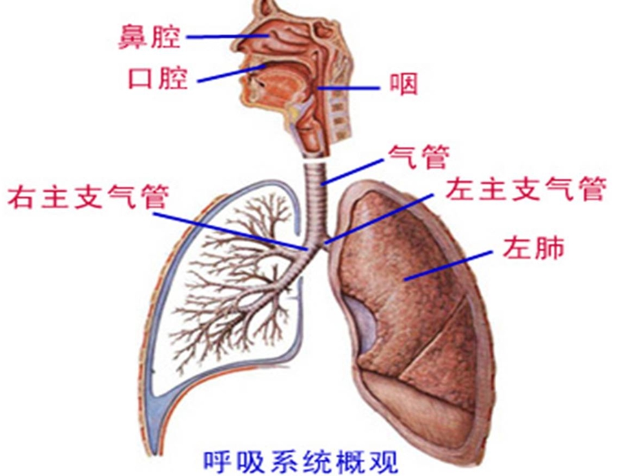 第六章-呼吸系统常见病-课件.ppt_第2页